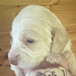 Light red piebald read description - Piebald female Dachshund puppy in Helenville, Wisconsin from Remarkable Doxies