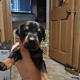 Athena - Black and rust female Doberman Pinscher puppy in Mount Orab, Ohio from Heyne Kennels
