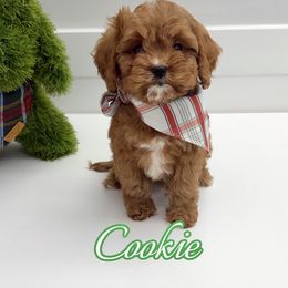 Cookie - Red male Cavapoo puppy in Buford, Georgia from Petite Posh Puppies