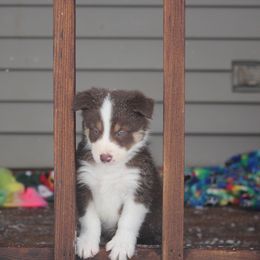 Border Collie, English Setter, and Miniature American Shepherd Puppies from First Harmony Farms
