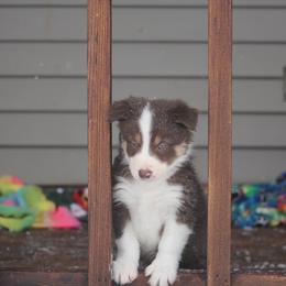 Border Collie, English Setter, and Miniature American Shepherd Puppies from First Harmony Farms