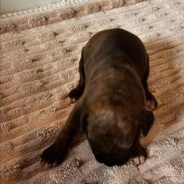 Bertha - Brindle female Boxer puppy in Pine River, Wisconsin from Jenks Boxers