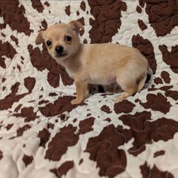 Red - Red and white male Chihuahua puppy in Amity, Pennsylvania from Baxters Chihuahuas