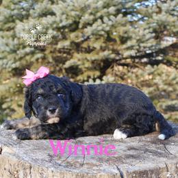 Winnie - Phantom female Bernedoodle puppy in Heyworth, Illinois from Cobble Creek Puppies