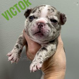 Victor - Tricolors male French Bulldog puppy in Port Charlotte, Florida from Fluffing Frenchies LLC