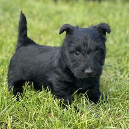 Male 1 - Black male Scottish Terrier puppy in Idaho from Avonlea Terriers