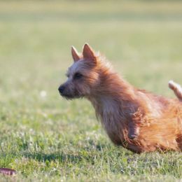 Australian Terriers from Breakaway Australian Terriers