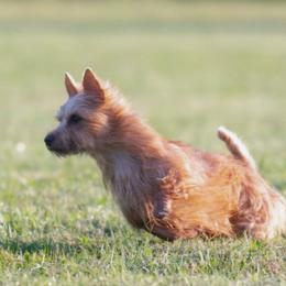 Australian Terriers from Breakaway Australian Terriers