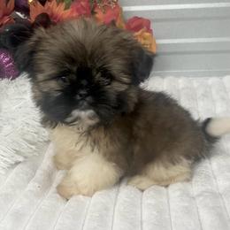 Louie - Gold and white male Shih Tzu puppy in Elgin, South Carolina from Silver Bells Paw Prints