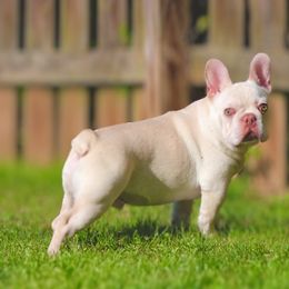 American Bullies from Unleashed Bully Squad LLC