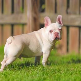 American Bullies from Unleashed Bully Squad LLC