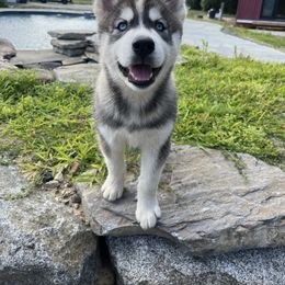 Buoy - Sable and white male Siberian Husky puppy in York, Maine from Maine Coast Huskies