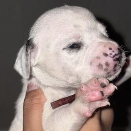 First pick female - White and liver brown female Dalmatian puppy in Toledo, Ohio from Exquisite Dalmatians & Poodles