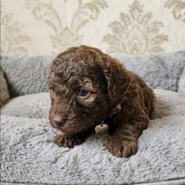 Bronco - Brown male Shihpoo puppy in Macon, Georgia from Shipoo Lane