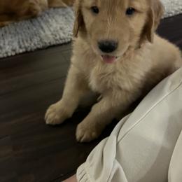 Golden Retriever Puppies from Washington Lakeside Goldens