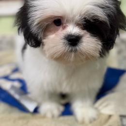 Tisha - Tricolor female Shih Tzu puppy in Stafford, Virginia from Bayview Pups