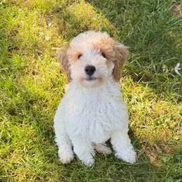 Boy 3 'Cooper' - Parti male Goldendoodle puppy in Kearneysville, West Virginia from Daydreamer
