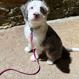 Bernedoodle Puppies from NLB Mini Bernedoodles