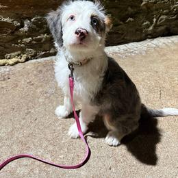 Bernedoodle Puppies from NLB Mini Bernedoodles