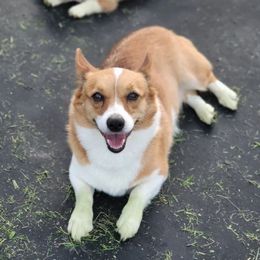 Dixie - Pembroke Welsh Corgi