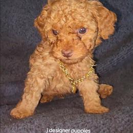 Maltipoo puppies from J Designer Puppies