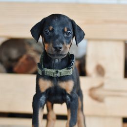 Boy 2 - Red Collar - Doberman Pinscher puppy from Centennial Acres Dobermans