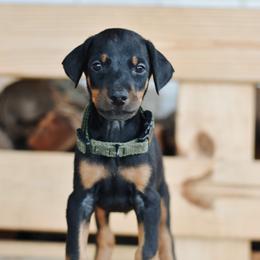 Boy 2 - Red Collar - Doberman Pinscher puppy from Centennial Acres Dobermans