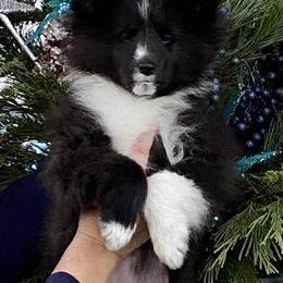 Bi black girl - Black and white female Shetland Sheepdog puppy in Bloomington, Minnesota from Shazadar Shelties