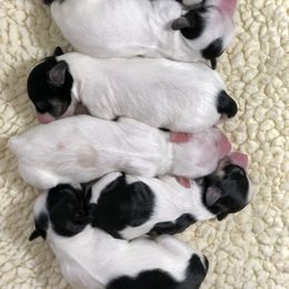 Havanese Puppies from Lynroc Kennels
