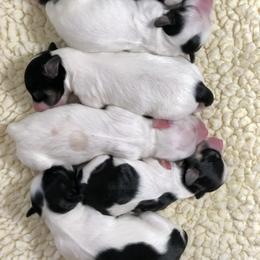 Havanese Puppies from Lynroc Kennels