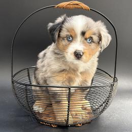 Ocean - Blue merle female Miniature Australian Shepherd puppy in Covington, Pennsylvania from Rigas Mini Aussies LLC