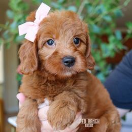 Minnow - Red  female Goldendoodle puppy in Salado, Texas from Red Ranch Dogs