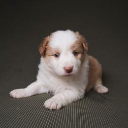 Tarzan - White and gold male Border Collie puppy in Fresno, California from Alpine Tails