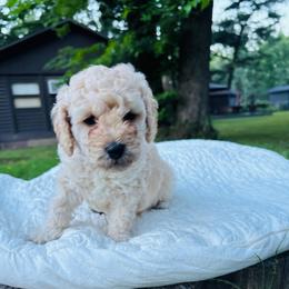 John - Apricot male Cavapoo puppy in Piedmont, Oklahoma from Perdue Puppies