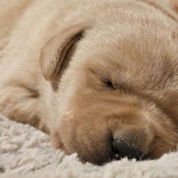 Girl 4 - Labrador Retriever puppy from Whistling Wings Retrievers, LLC.