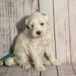 White Girl - Chalk female Australian Labradoodle puppy in Saint Louis, Missouri from Gateway Australian Labradoodles