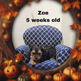 Pink Traditional girl - Black and tan female Yorkshire Terrier puppy in Inverness, Florida from Luvayorkie&more