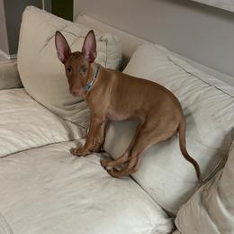 Sweet, and beautiful confirmation - Chestnut male Pharaoh Hound puppy in Kingsland, Georgia from LaRee Drolet