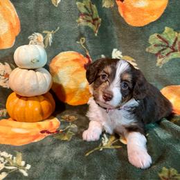 Maple - Red tri-color female Aussiedoodle puppy in York, Pennsylvania from Puppies at The Happy Acre Farm