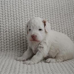 Ivy - Parti female Goldendoodle puppy in Salem, Virginia from Aloha Doodles & Poodles