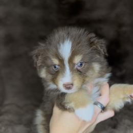 Ranger - Red tri male Miniature Australian Shepherd puppy in Queen Creek, Arizona from Arizona Aussies