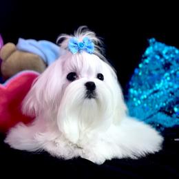 Barbie's Tiny Boy - White male Maltese puppy in Arab, Alabama from Always Maltese