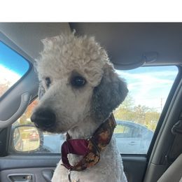 Grizz - Sable male Poodle puppy in Powhatan, Virginia from Shimmyrlea Standard Poodles