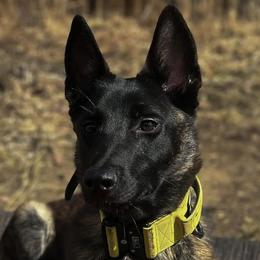 Dutch Shepherds from End Times K9