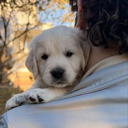 Blue boy - Light golden male Golden Retriever puppy in Fremont, Ohio from Mi-Kels Belgians and Goldens