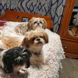 Shih Tzu Puppies from Furever Hometown Shih Tzu