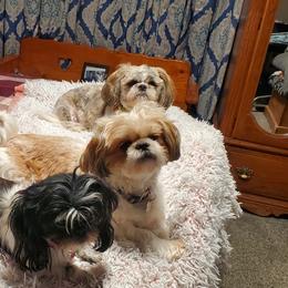 Shih Tzu Puppies from Furever Hometown Shih Tzu