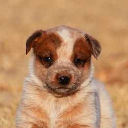 American Corgis, Australian Cattle Dogs, Companion Crosses, and Pembroke Welsh Corgis from Sweet & Salty Cowdogs