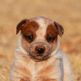 American Corgis, Australian Cattle Dogs, Companion Crosses, and Pembroke Welsh Corgis from Sweet & Salty Cowdogs
