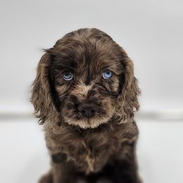 Cockapoo Puppies from Joanna Abruscato